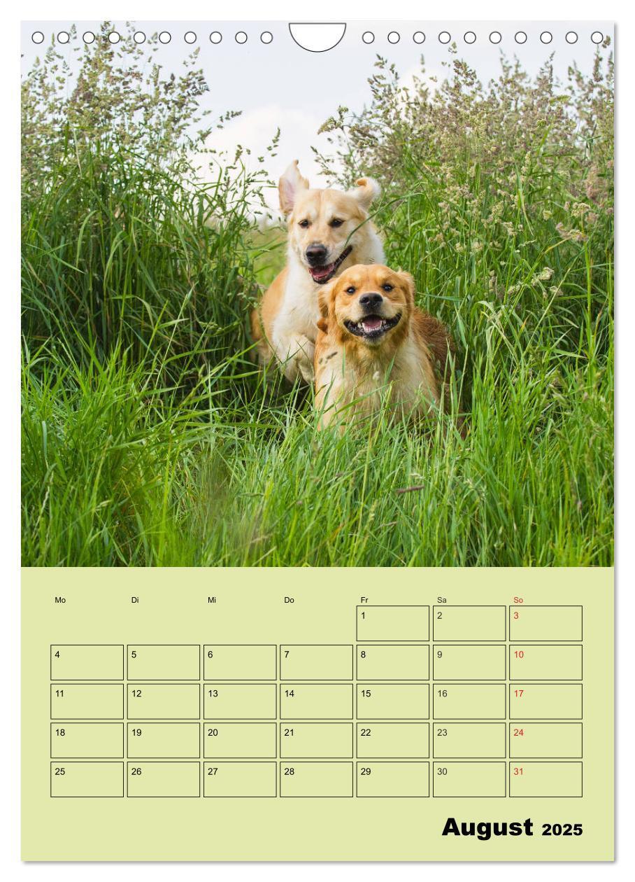 Bild: 9783435960316 | Jahresplaner Golden Retriever (Wandkalender 2025 DIN A4 hoch),...