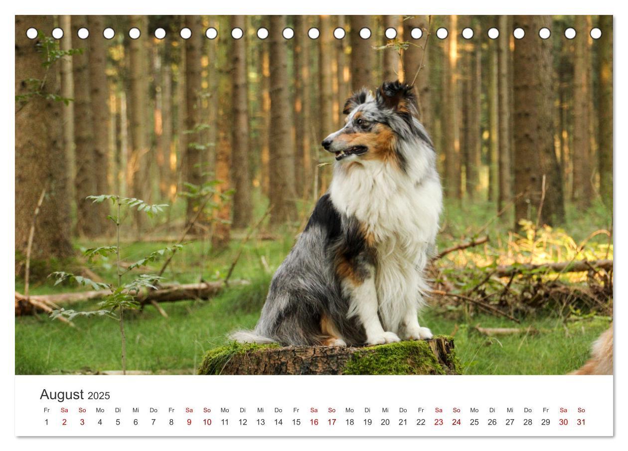 Bild: 9783383916519 | Shelties - Die zuckersüßen Vierbeiner. (Tischkalender 2025 DIN A5...