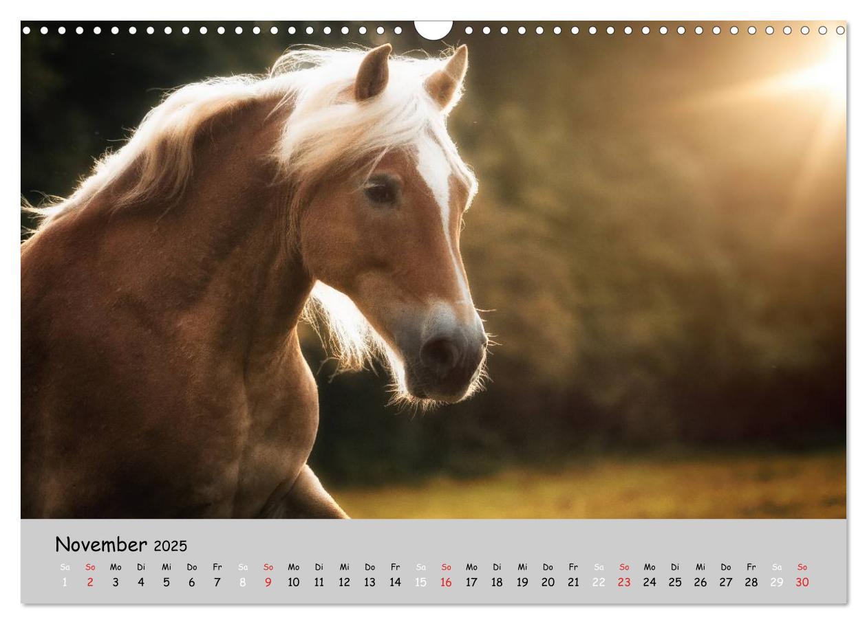 Bild: 9783435563371 | Pferde - Anmut und Stärke gepaart mit Magie (Wandkalender 2025 DIN...