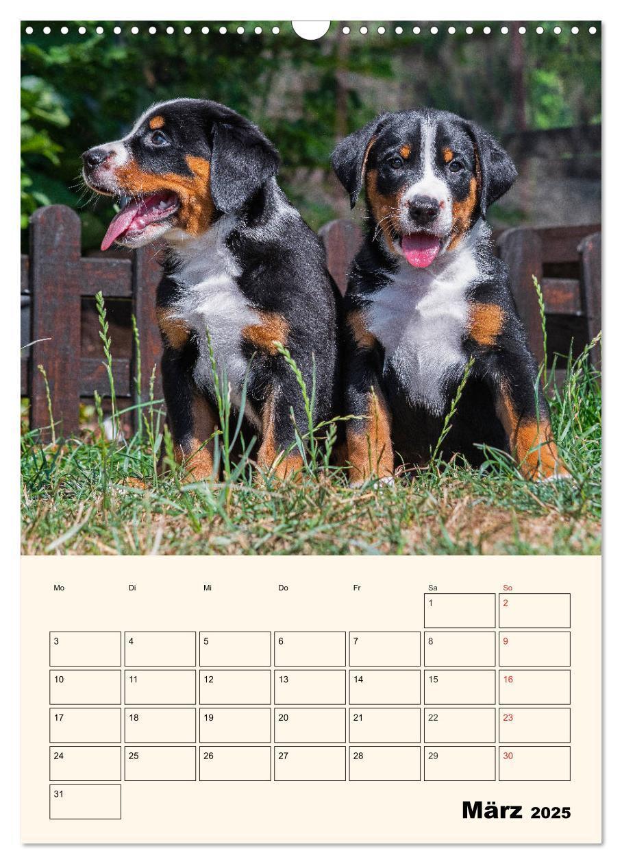 Bild: 9783435936571 | Appenzeller Sennenhund - Mit Plan durch das Jahr (Wandkalender 2025...