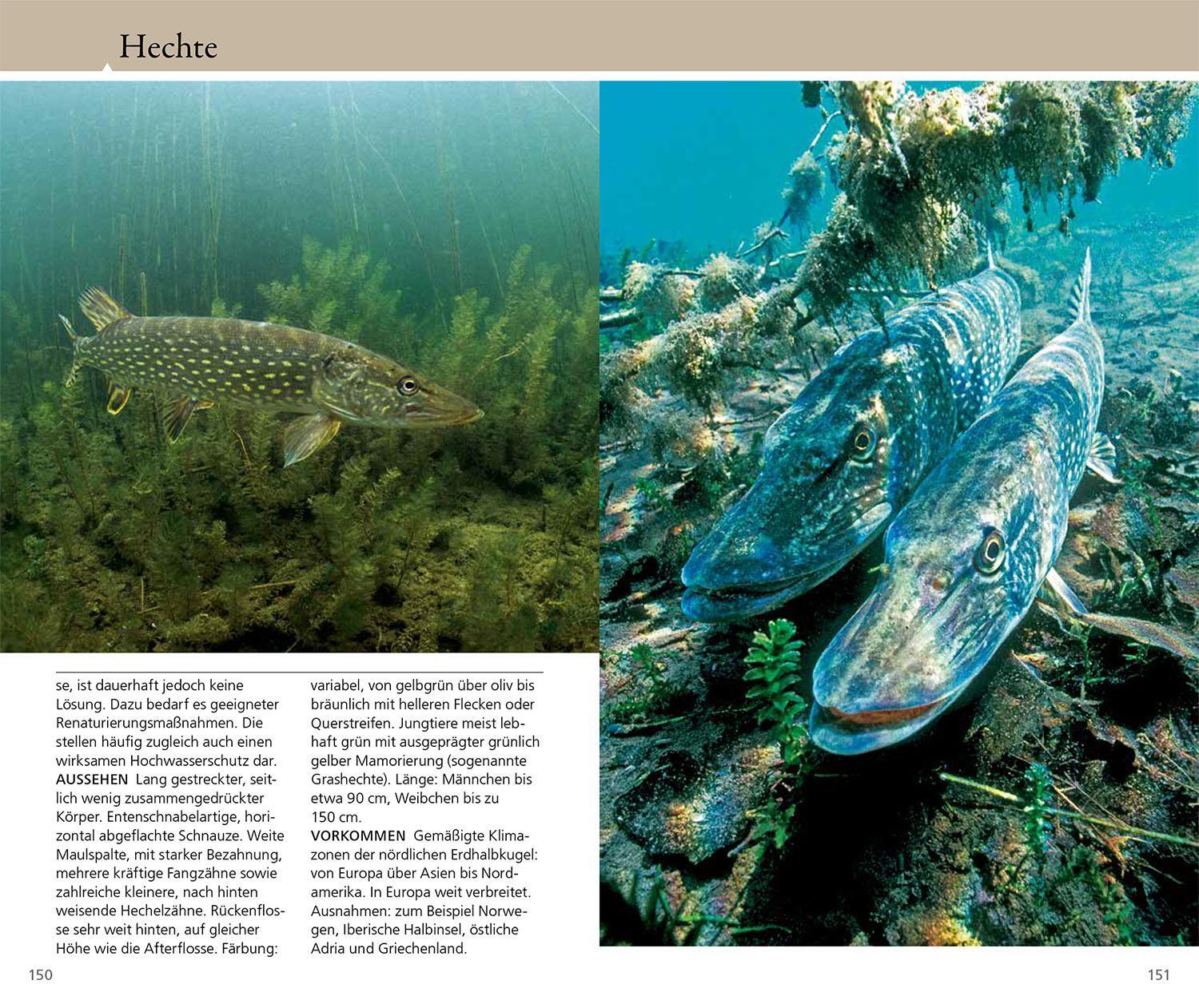 Bild: 9783440179796 | Welcher Fisch ist das? | Matthias Bergbauer | Taschenbuch | 160 S.