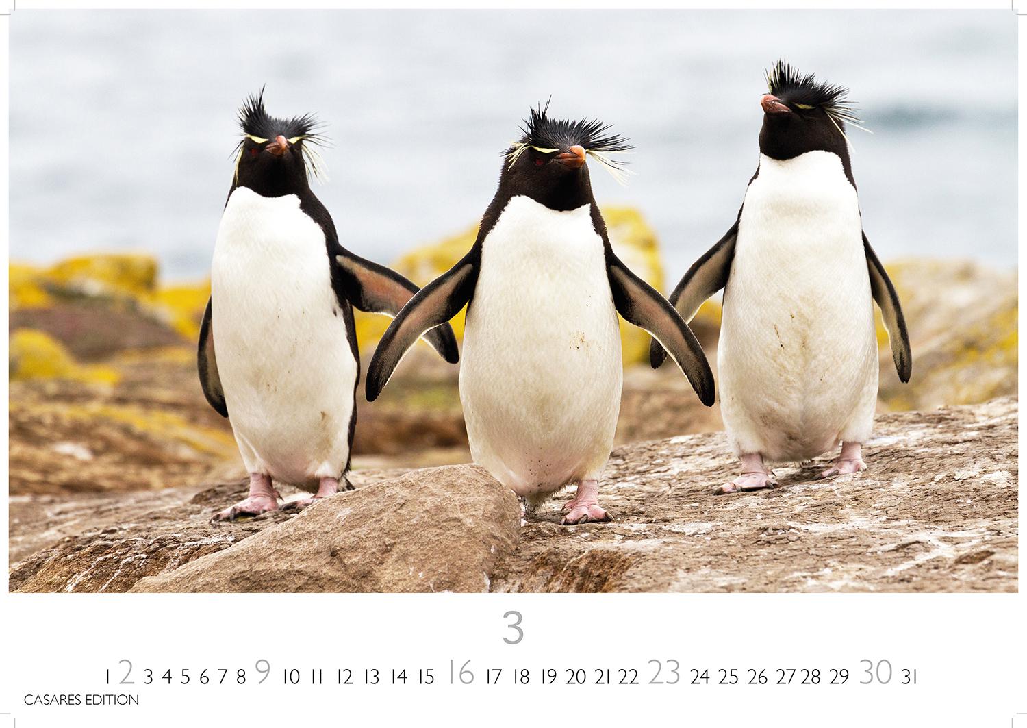 Bild: 9781835241202 | Pinguine 2025 L 35x50cm | Kalender | 14 S. | Deutsch | 2025