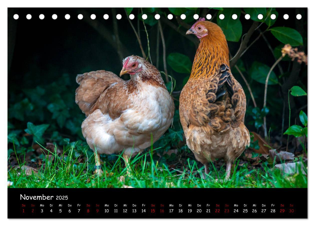 Bild: 9783435448142 | Neues von den Gartenhühnern (Tischkalender 2025 DIN A5 quer),...