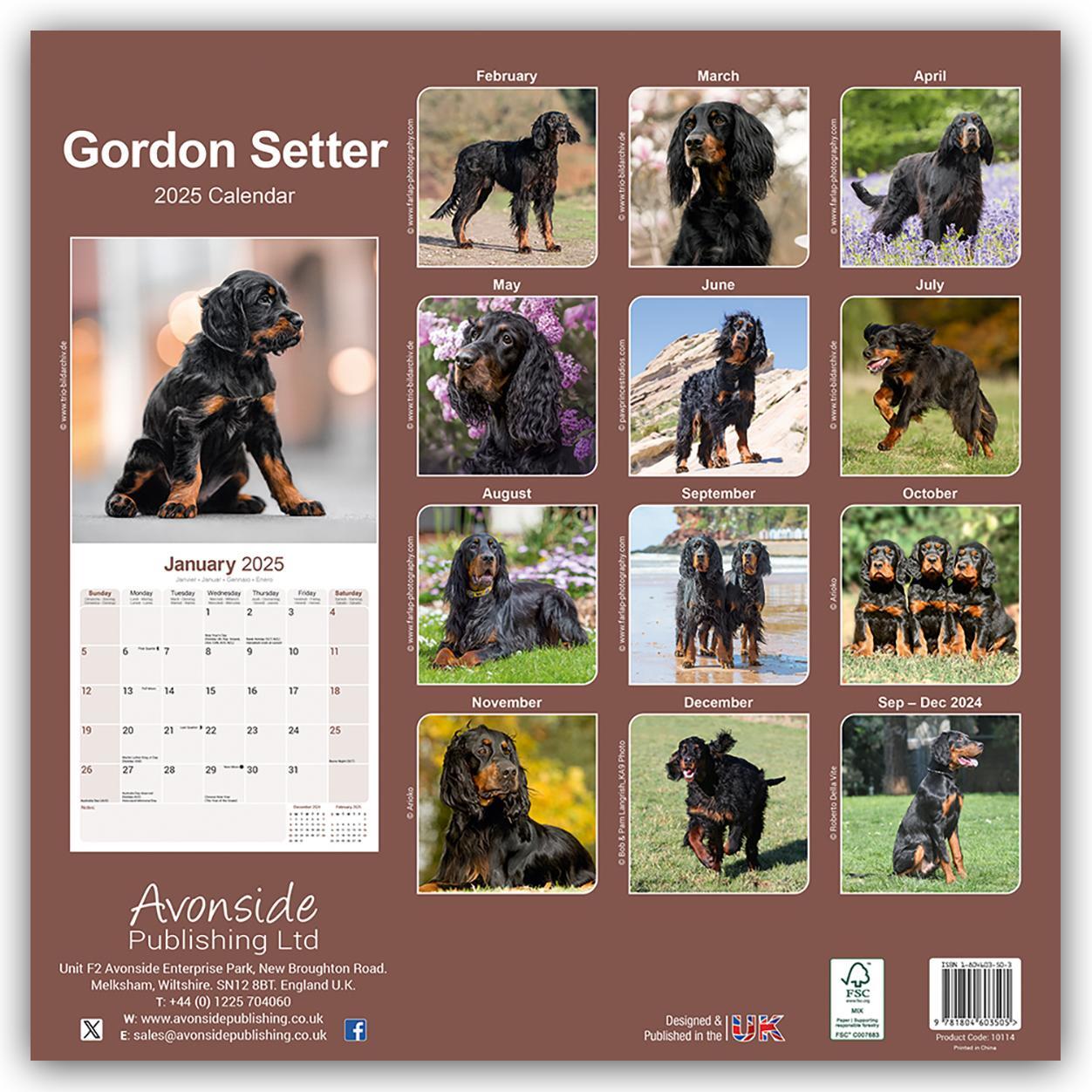 Rückseite: 9781804603505 | Gordon Setter 2025 - 16-Monatskalender | Avonside Publishing Ltd