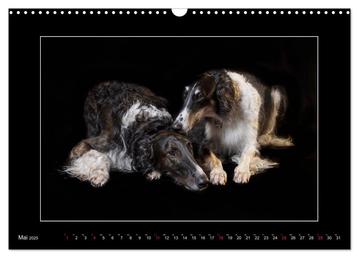 Bild: 9783435177226 | Windhunde - Schnelle Schönheiten (Wandkalender 2025 DIN A3 quer),...