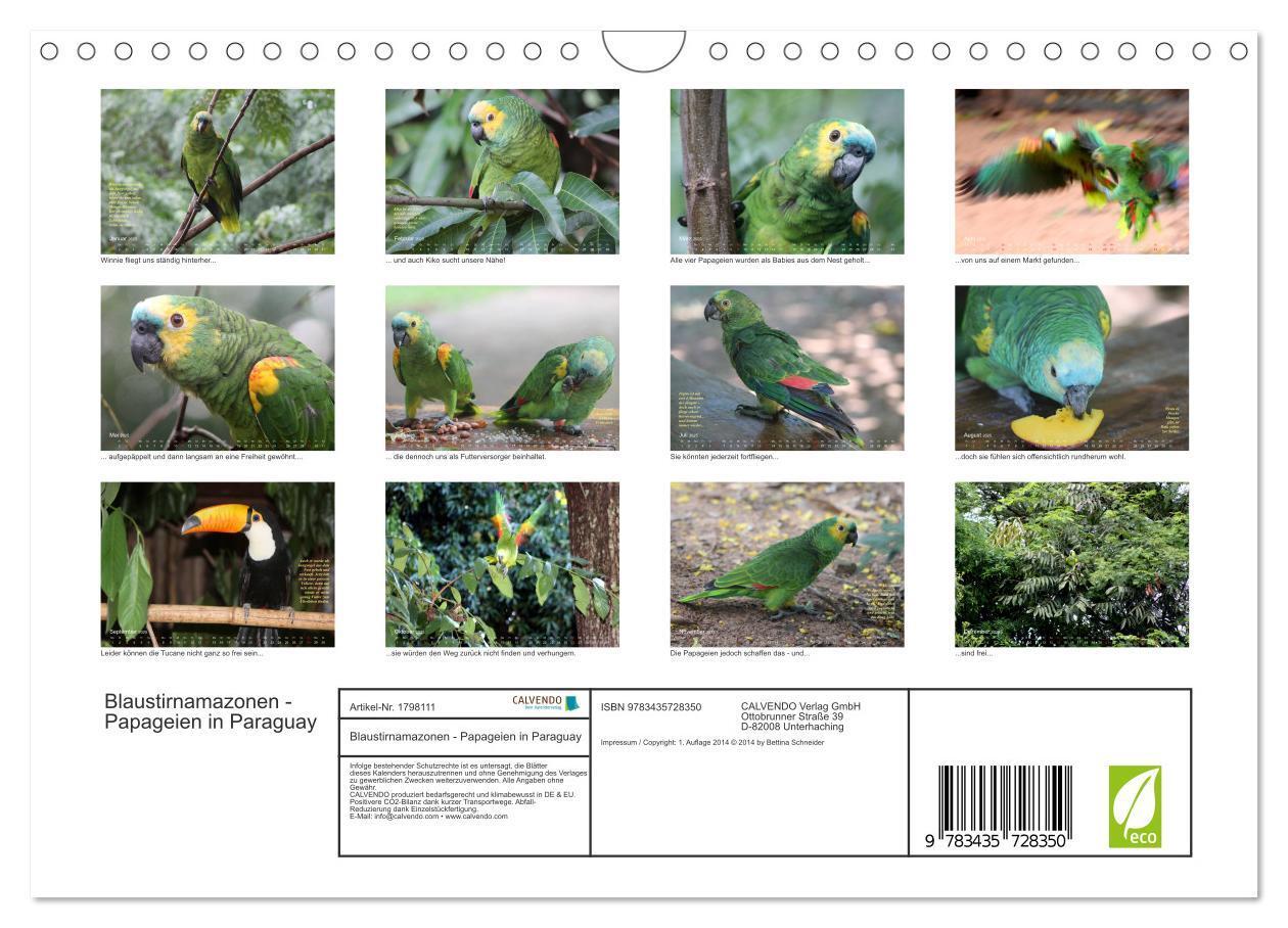 Bild: 9783435728350 | Blaustirnamazonen - Papageien in Paraguay (Wandkalender 2025 DIN A4...