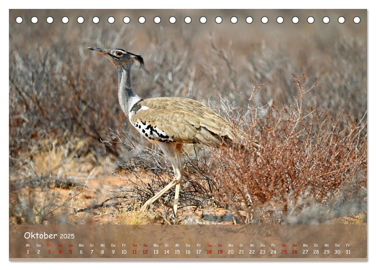 Bild: 9783435014521 | Kgalagadi - Fauna und Wildtiere in der Kalahari (Tischkalender 2025...