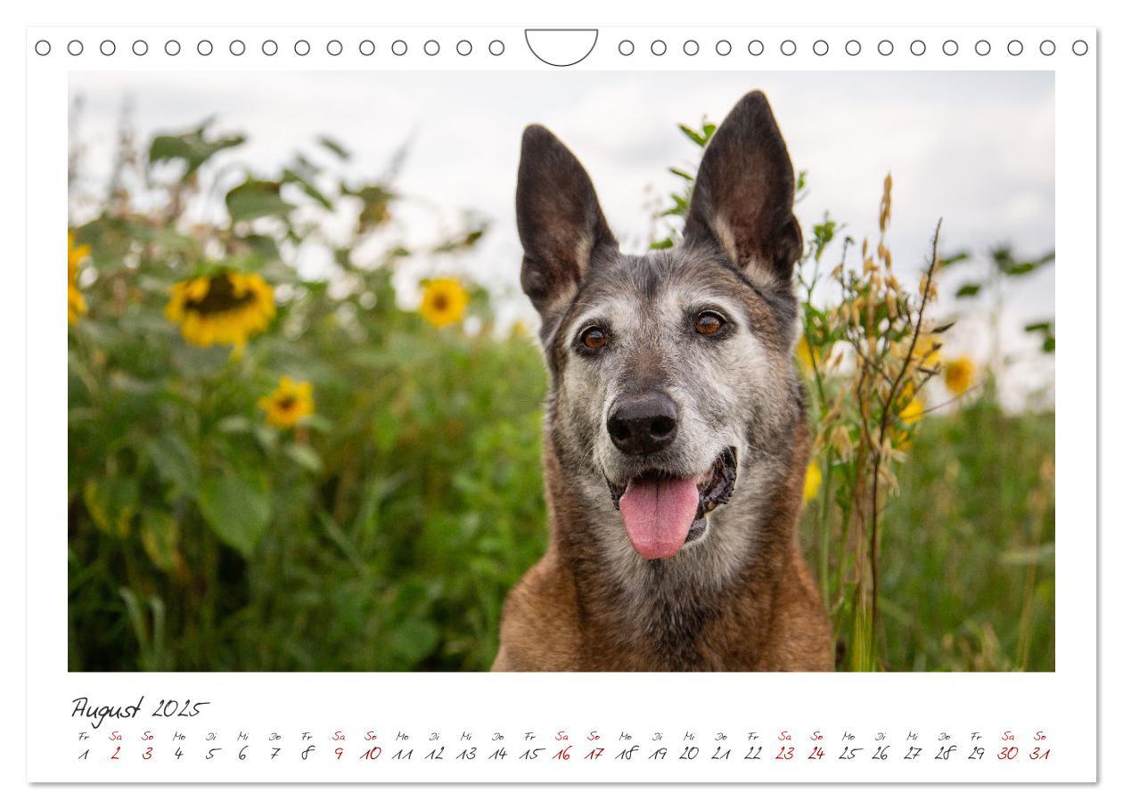 Bild: 9783383798429 | Mit dem Malinois durch das Jahr (Wandkalender 2025 DIN A4 quer),...