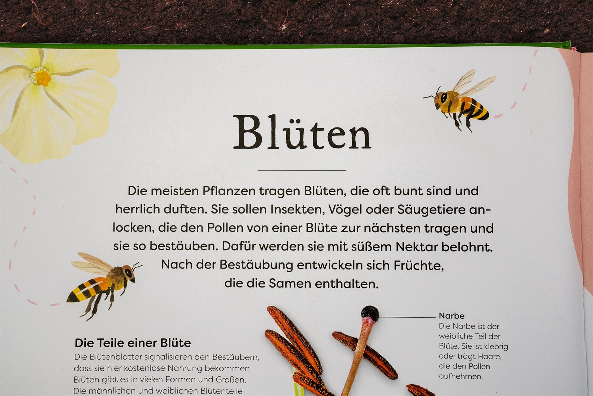 Bild: 9783831046959 | Große und kleine Schätze der Natur. Pflanzen | Ben Hoare | Buch | 2023