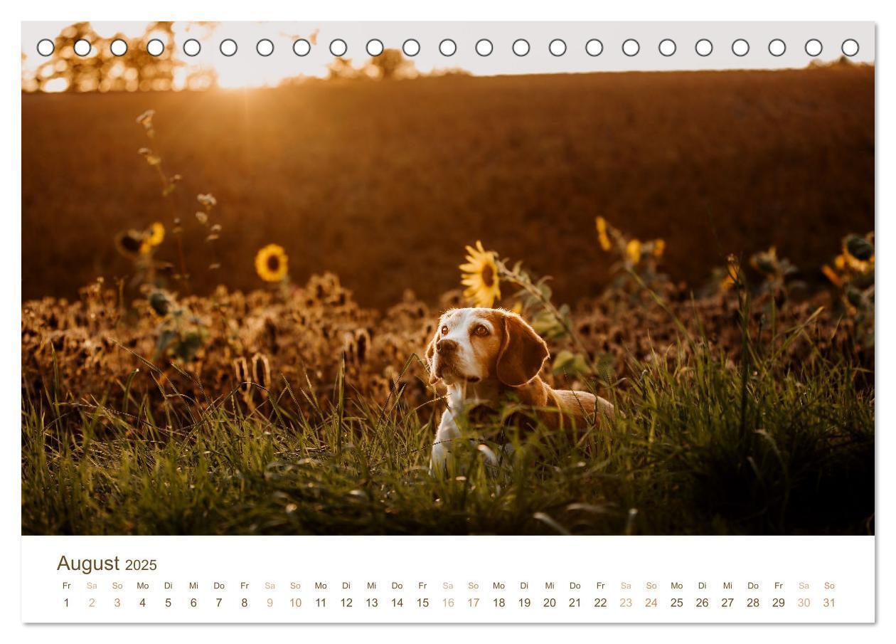 Bild: 9783435016112 | Beagle - Unser treuer Begleiter (Tischkalender 2025 DIN A5 quer),...