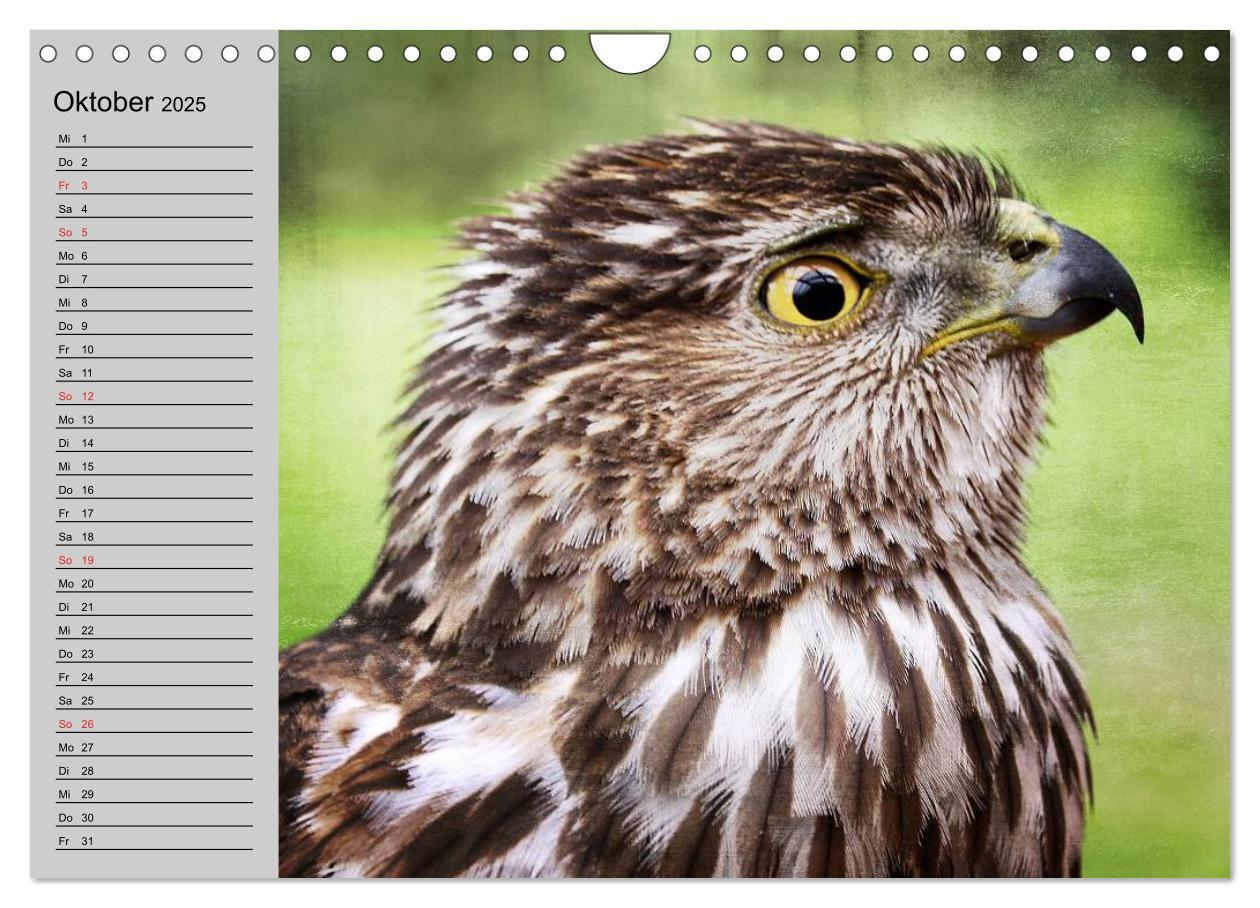 Bild: 9783435549535 | Falken und Greifvögel - Edle Jäger (Wandkalender 2025 DIN A4 quer),...