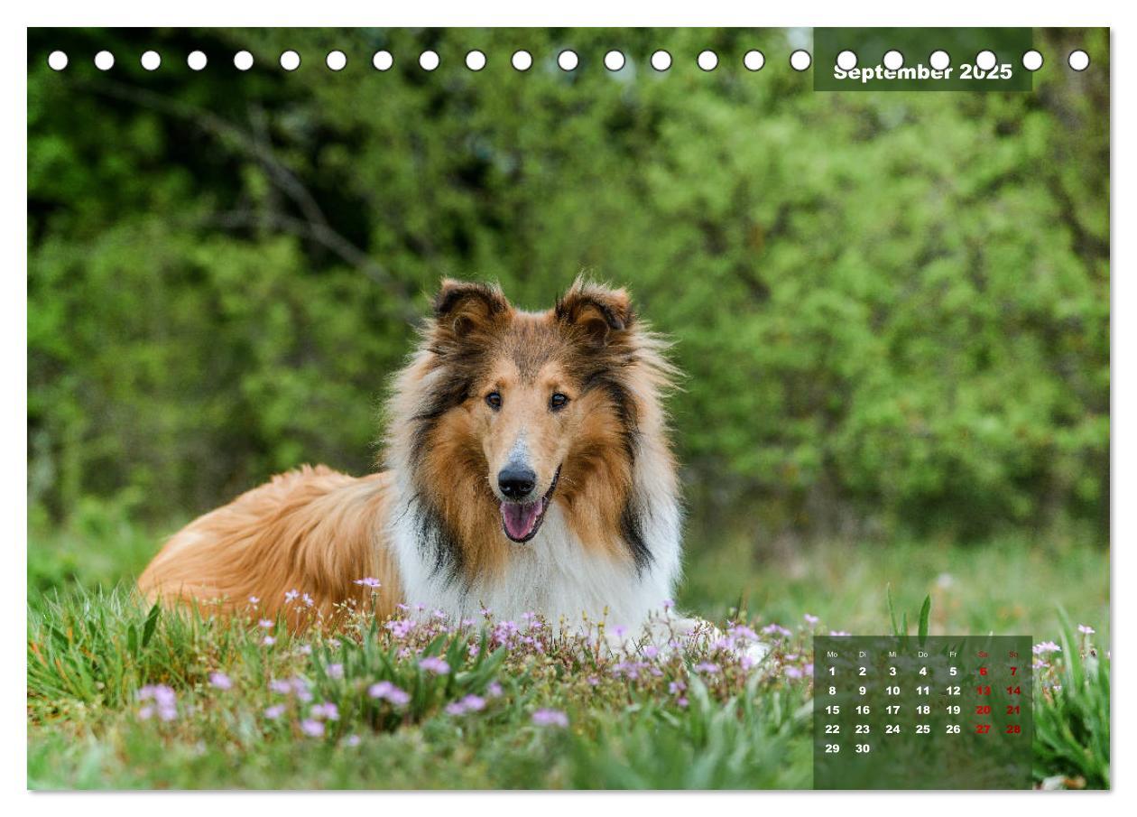 Bild: 9783435110179 | Typisch Collie (Tischkalender 2025 DIN A5 quer), CALVENDO...