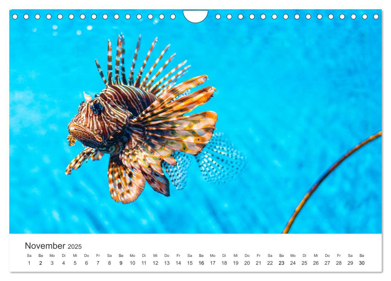 Bild: 9783435094820 | Traumhaftes Mauritius (Wandkalender 2025 DIN A4 quer), CALVENDO...