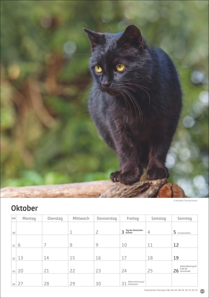 Bild: 9783756405589 | Katzen Kalender 2025 | Kalender | Spiralbindung | 13 S. | Deutsch