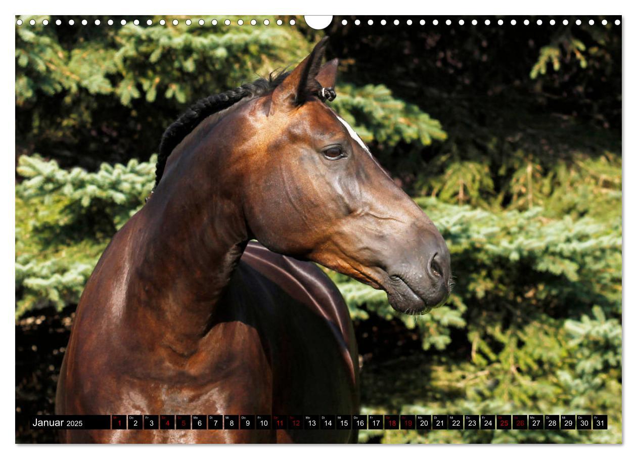 Bild: 9783435395187 | Schwere Warmblüter 2025 (Wandkalender 2025 DIN A3 quer), CALVENDO...