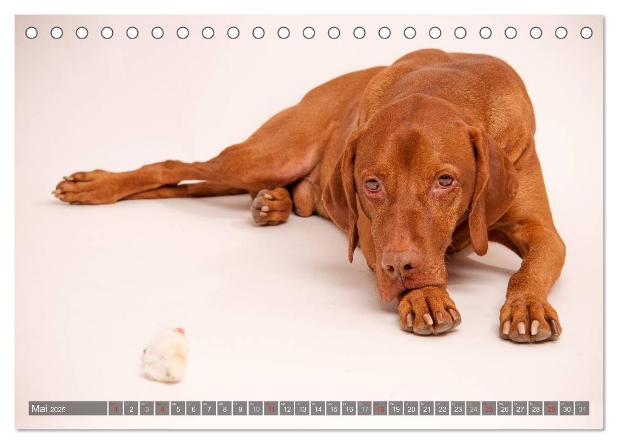 Bild: 9783435501885 | Der Vizsla 2025 (Tischkalender 2025 DIN A5 quer), CALVENDO...