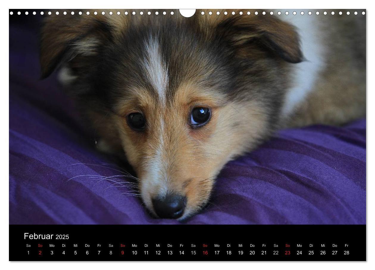 Bild: 9783435752355 | Shelties 2025 (Wandkalender 2025 DIN A3 quer), CALVENDO Monatskalender