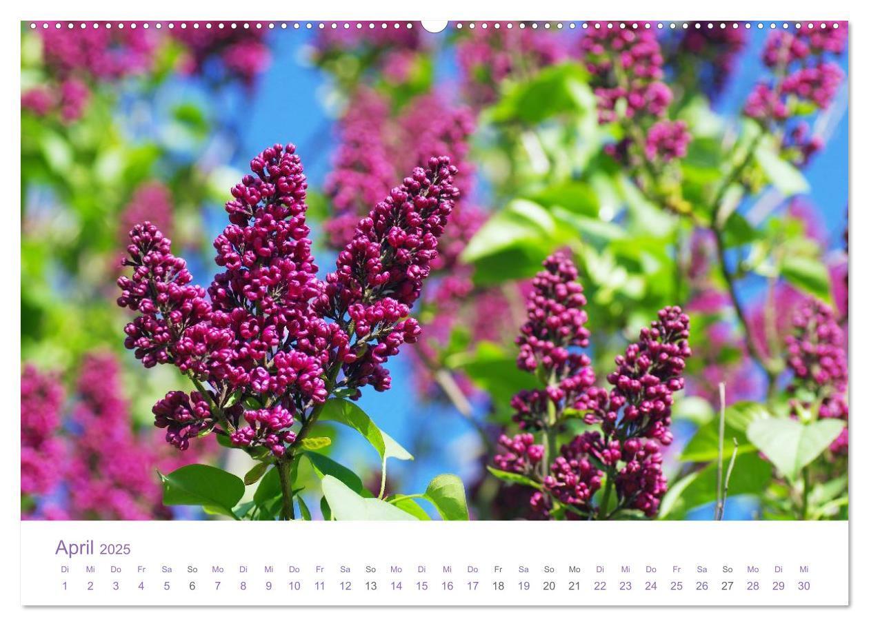 Bild: 9783435809516 | Blumen &amp; Blüten Träume (Wandkalender 2025 DIN A2 quer), CALVENDO...