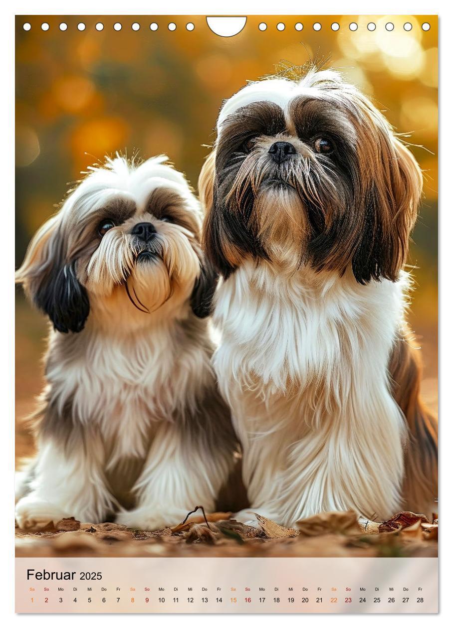 Bild: 9783383765315 | Shih Tzu - immer im Mittelpunkt (Wandkalender 2025 DIN A4 hoch),...