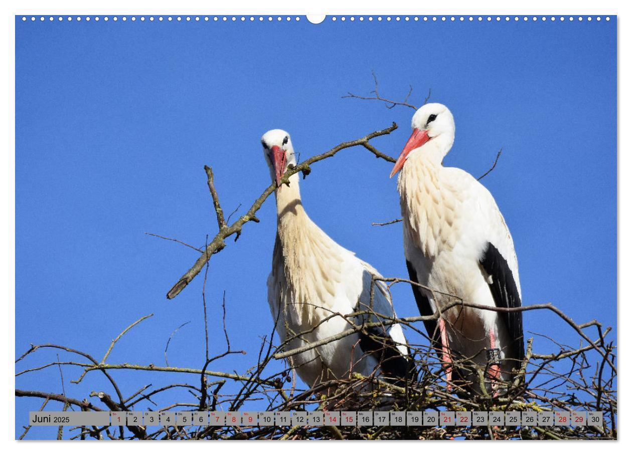 Bild: 9783435144945 | Zu Gast bei Familie Storch (Wandkalender 2025 DIN A2 quer),...