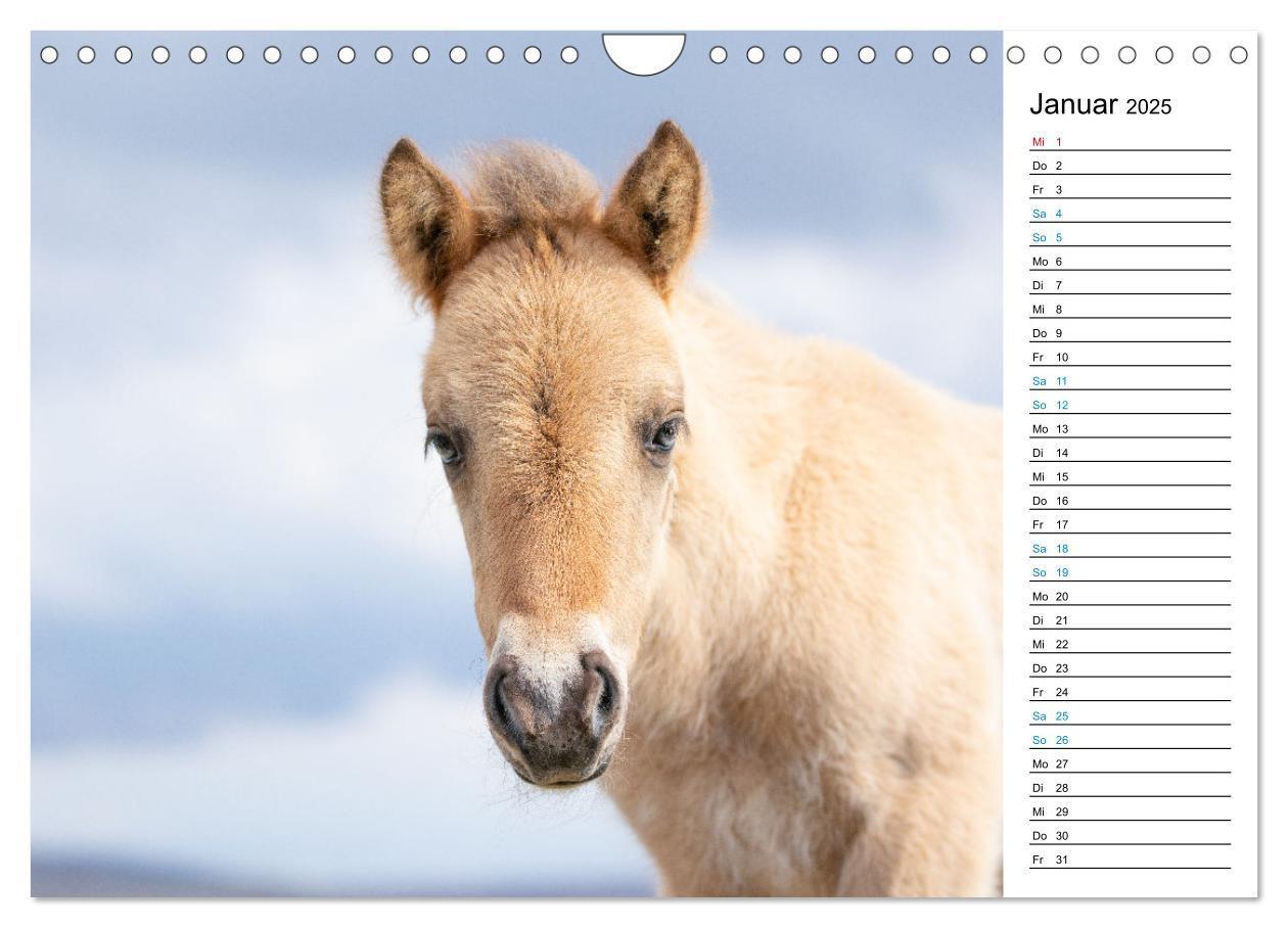 Bild: 9783383763588 | Islandpferde Kalender - Pferde von der Insel aus Feuer und Eis...