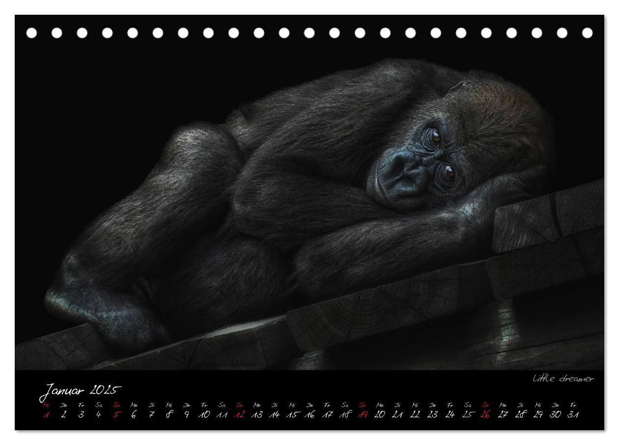 Bild: 9783435726028 | Gorilla (Tischkalender 2025 DIN A5 quer), CALVENDO Monatskalender