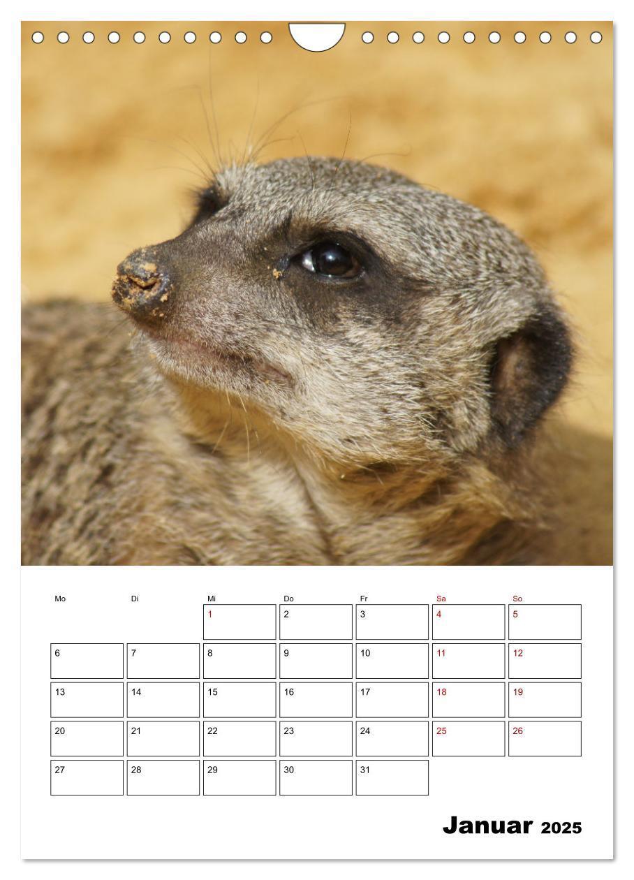 Bild: 9783435932818 | Niedliche Erdmännchen (Wandkalender 2025 DIN A4 hoch), CALVENDO...