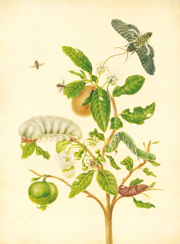 Bild: 9783968490151 | Maria Sibylla Merian - St. Petersburger Aquarelle | Merian | Buch