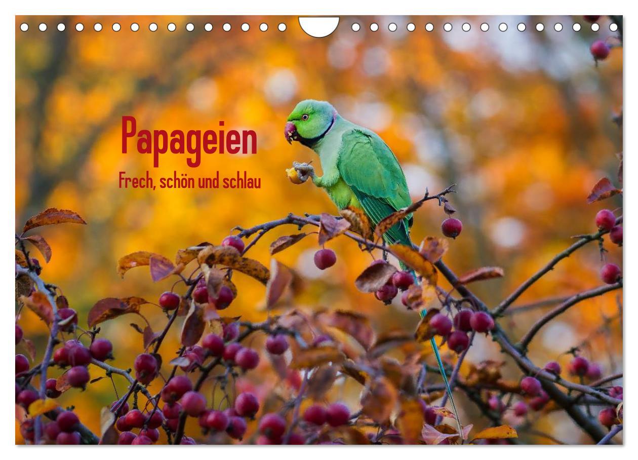 Cover: 9783435482283 | Papageien - Frech, schön und schlau (Wandkalender 2025 DIN A4...