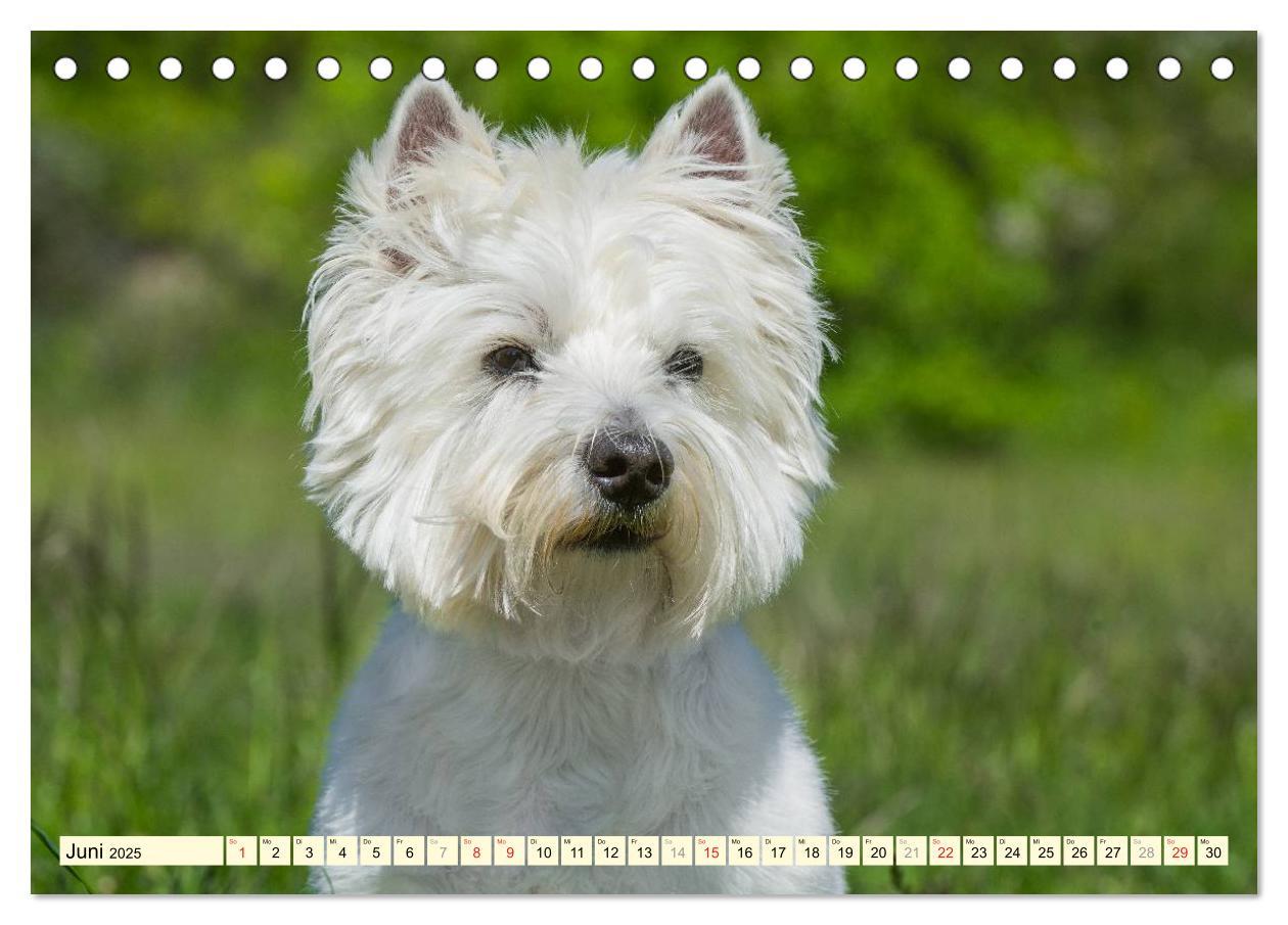 Bild: 9783435461714 | Kobold auf 4 Pfoten - West Highland White Terrier (Tischkalender...