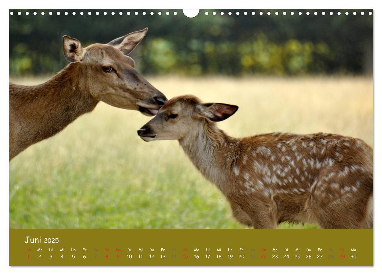 Bild: 9783435634569 | Begegnungen. DER HIRSCH (Wandkalender 2025 DIN A3 quer), CALVENDO...