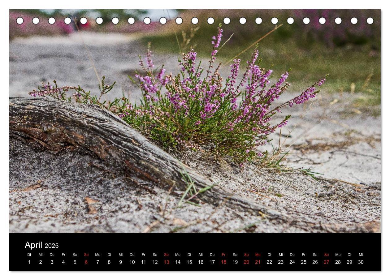 Bild: 9783435774555 | Lüneburger Heide (Tischkalender 2025 DIN A5 quer), CALVENDO...