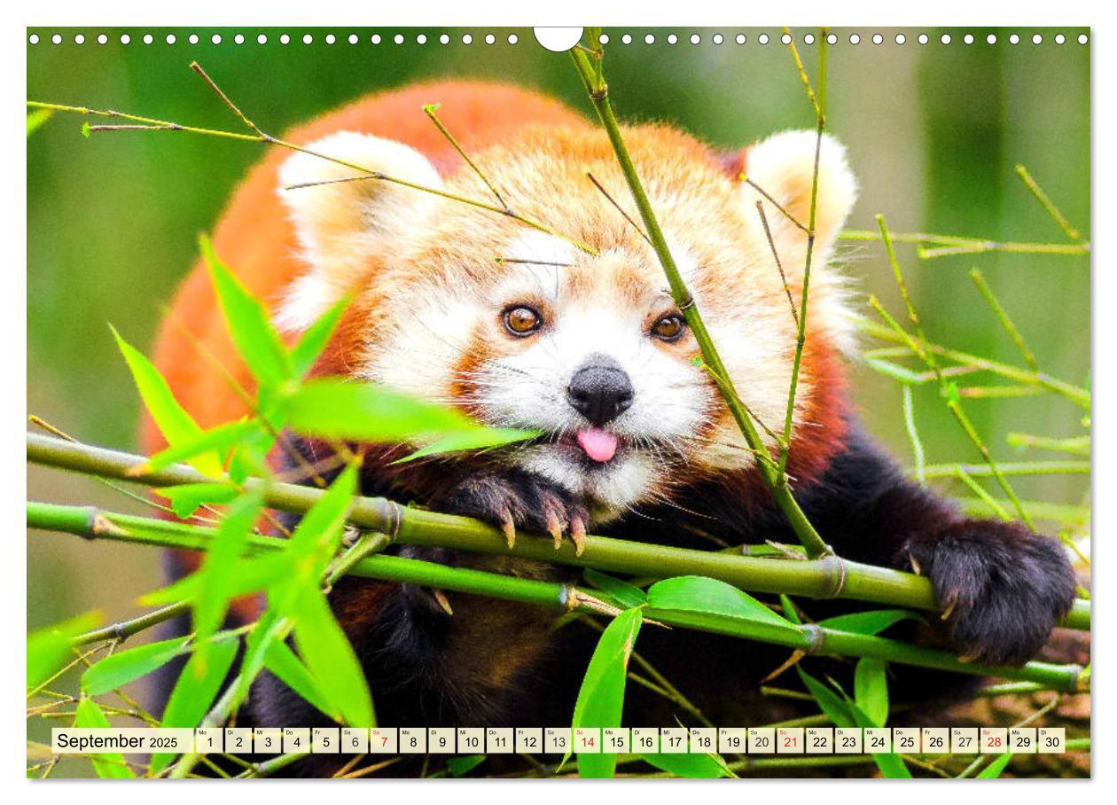 Bild: 9783435178353 | Roter Panda. Die superknuddeligen Katzenbären (Wandkalender 2025...