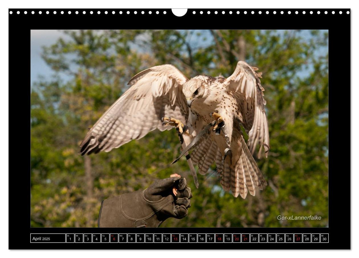 Bild: 9783435695461 | Falken im Flug und im Porträt (Wandkalender 2025 DIN A3 quer),...