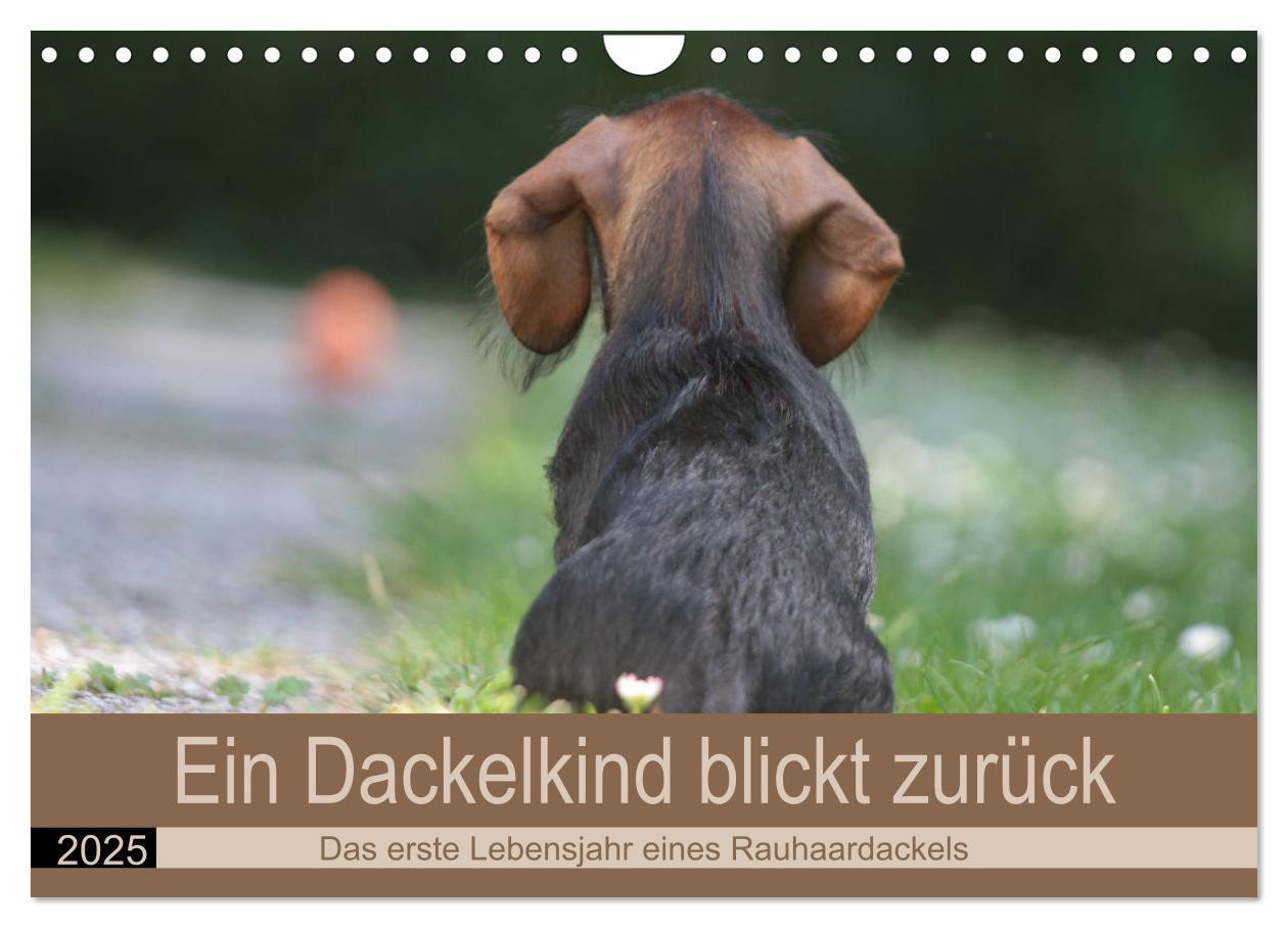 Cover: 9783435173419 | Ein Dackelkind blickt zurück (Wandkalender 2025 DIN A4 quer),...