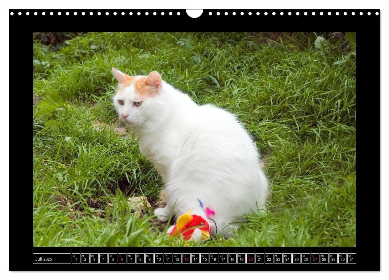 Bild: 9783435778140 | Katzenkinder (Wandkalender 2025 DIN A3 quer), CALVENDO Monatskalender