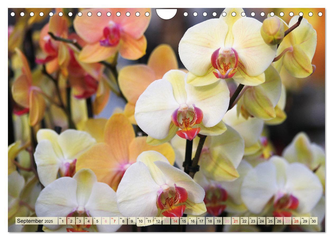 Bild: 9783383765049 | Beliebte Orchideen (Wandkalender 2025 DIN A4 quer), CALVENDO...