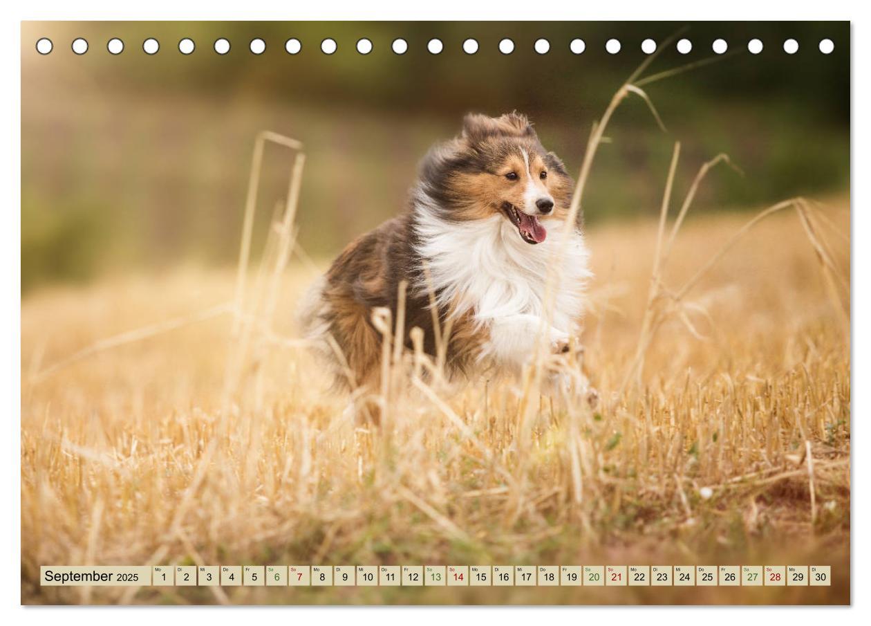 Bild: 9783435422678 | SHELTIES Liebe auf 4 Pfoten (Tischkalender 2025 DIN A5 quer),...