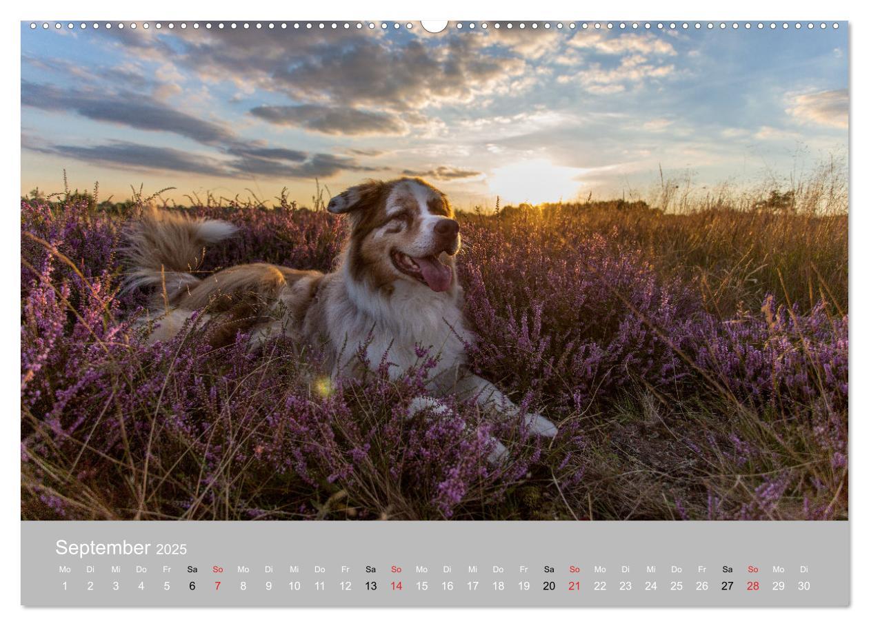 Bild: 9783435667543 | Australian Shepherd 2025 (hochwertiger Premium Wandkalender 2025...