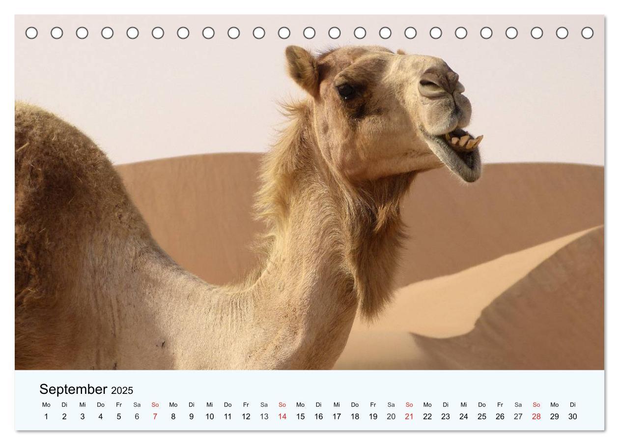 Bild: 9783435482511 | Die Kameliden. Hübsche Kamele, Lamas und Alpakas (Tischkalender...