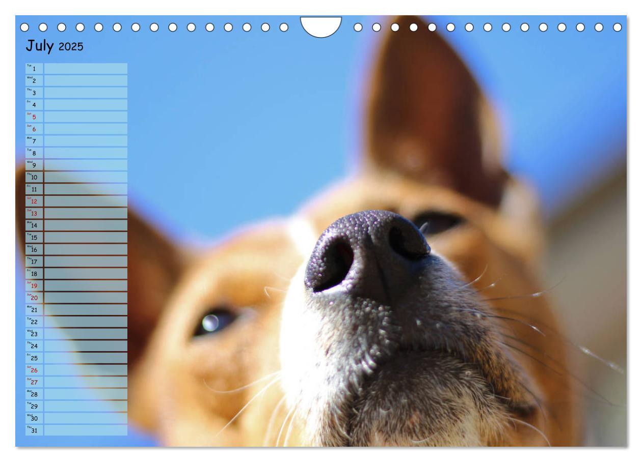 Bild: 9781325949748 | Basenji the African Barkless Dog (Wall Calendar 2025 DIN A4...