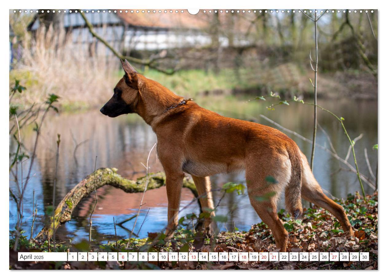 Bild: 9783435144808 | Malinois - belgischer Schäferhund (Wandkalender 2025 DIN A2 quer),...