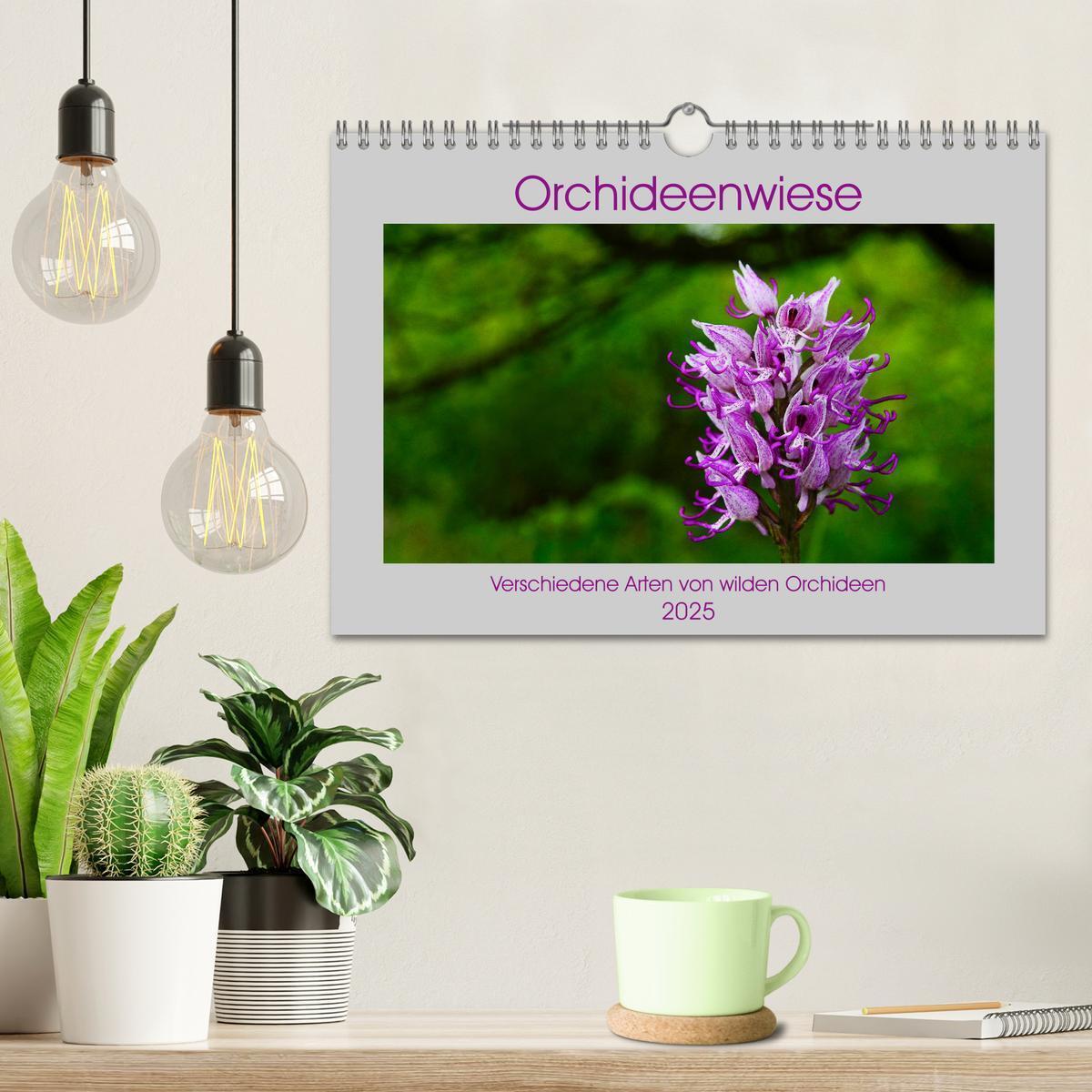 Bild: 9783435537204 | Orchideenwiese 2025 (Wandkalender 2025 DIN A4 quer), CALVENDO...