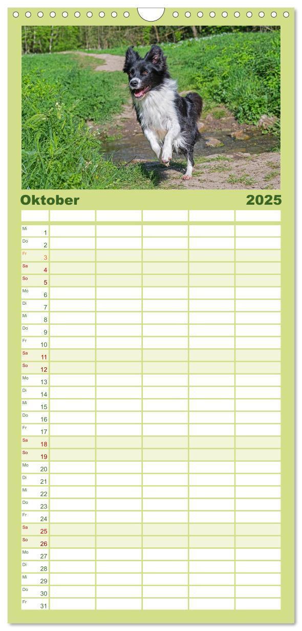 Bild: 9783457194676 | Familienplaner 2025 - Border Collie - Das Universalgenie unter den...