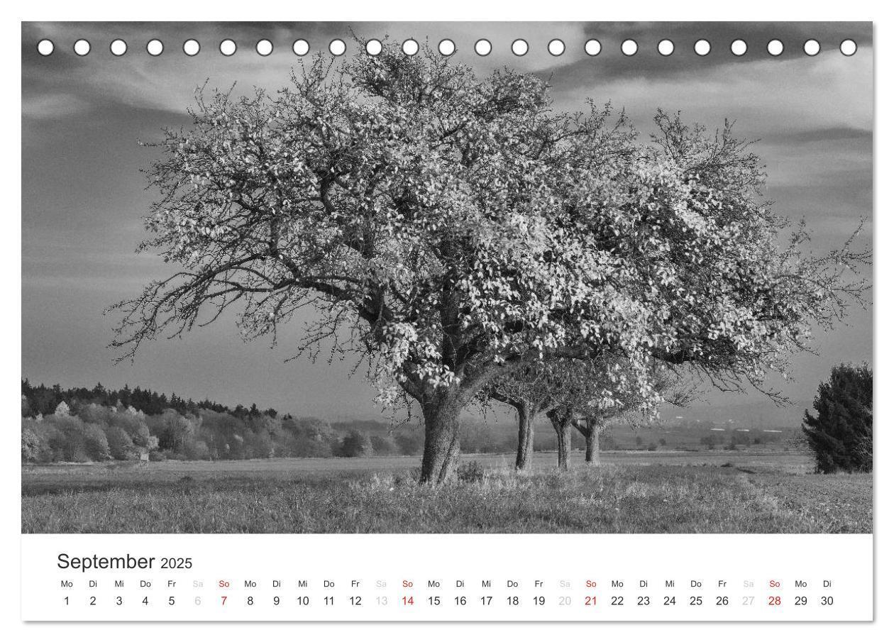 Bild: 9783435659463 | Bäume - Naturschönheiten in schwarz-weiß (Tischkalender 2025 DIN A5...