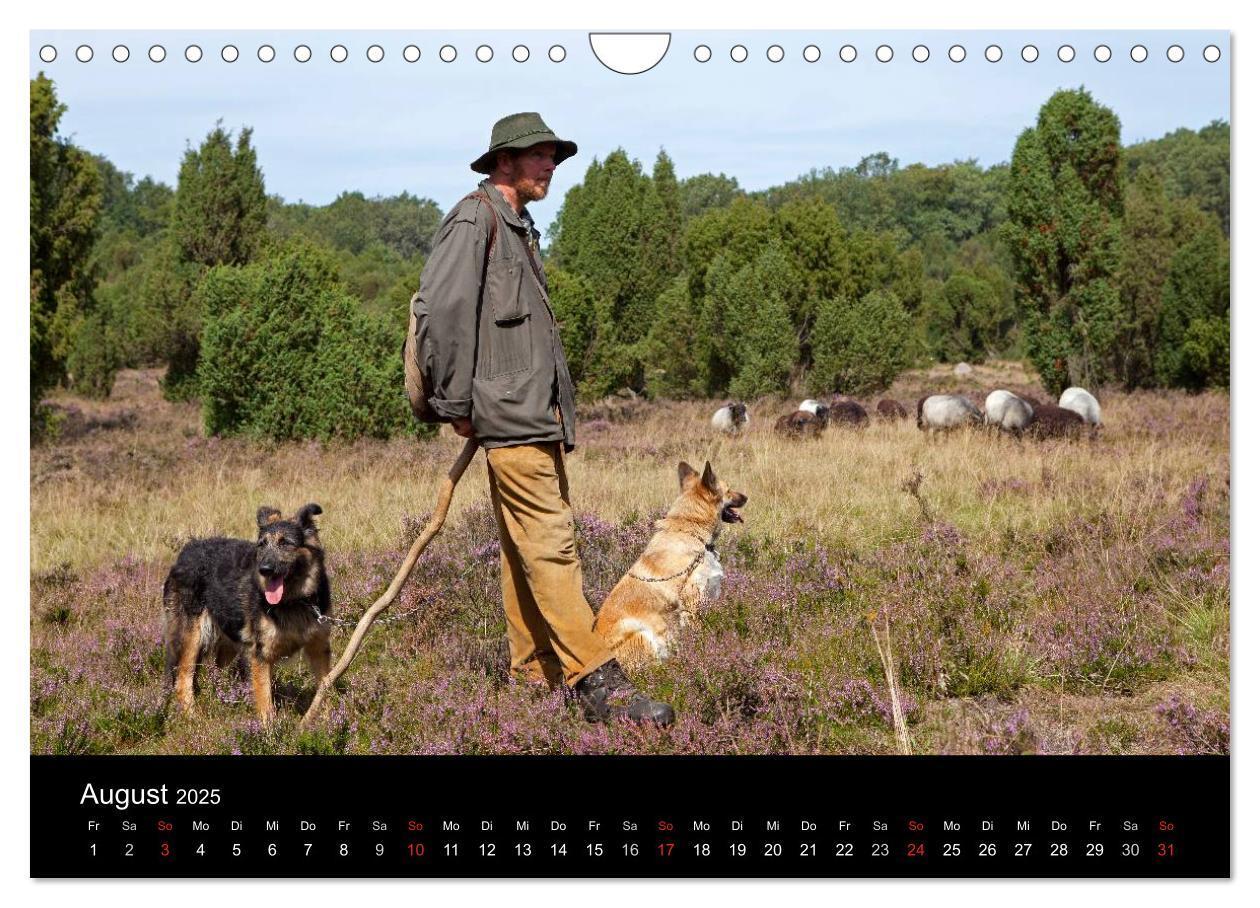 Bild: 9783435791743 | Hansestadt Lüneburg und Lüneburger Heide (Wandkalender 2025 DIN A4...