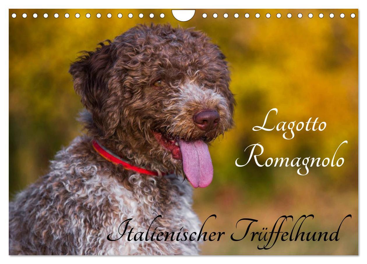 Cover: 9783435570898 | Lagotto Romagnolo - Italienischer Trüffelhund (Wandkalender 2025...