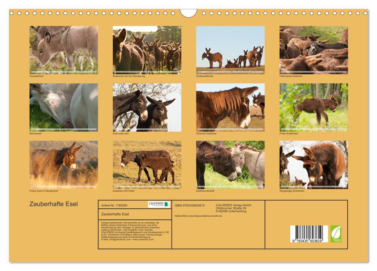 Bild: 9783435603619 | Zauberhafte Esel (Wandkalender 2025 DIN A3 quer), CALVENDO...