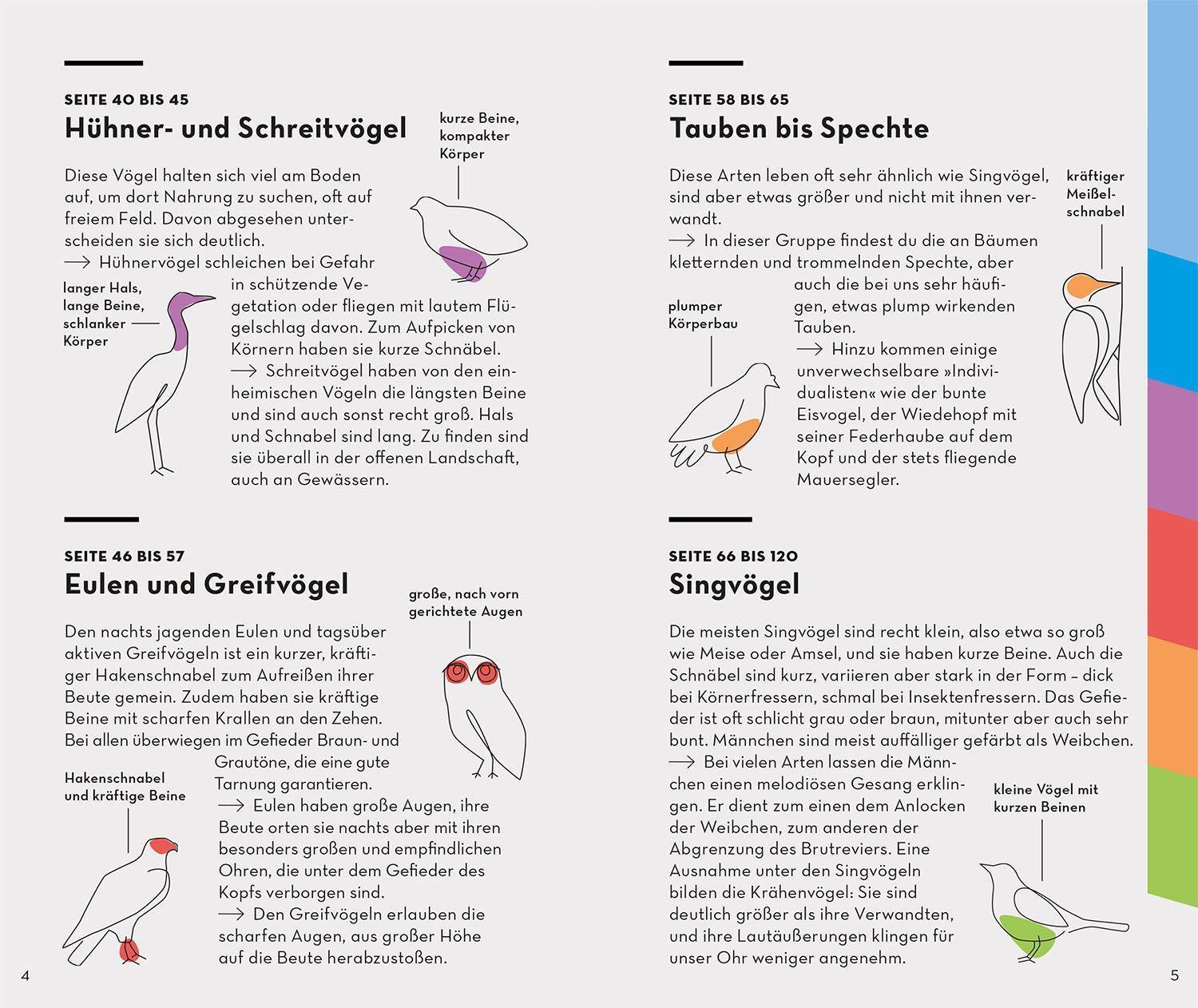 Bild: 9783440173930 | BASIC Vögel | 153 Arten einfach und sicher erkennen | Volker Dierschke