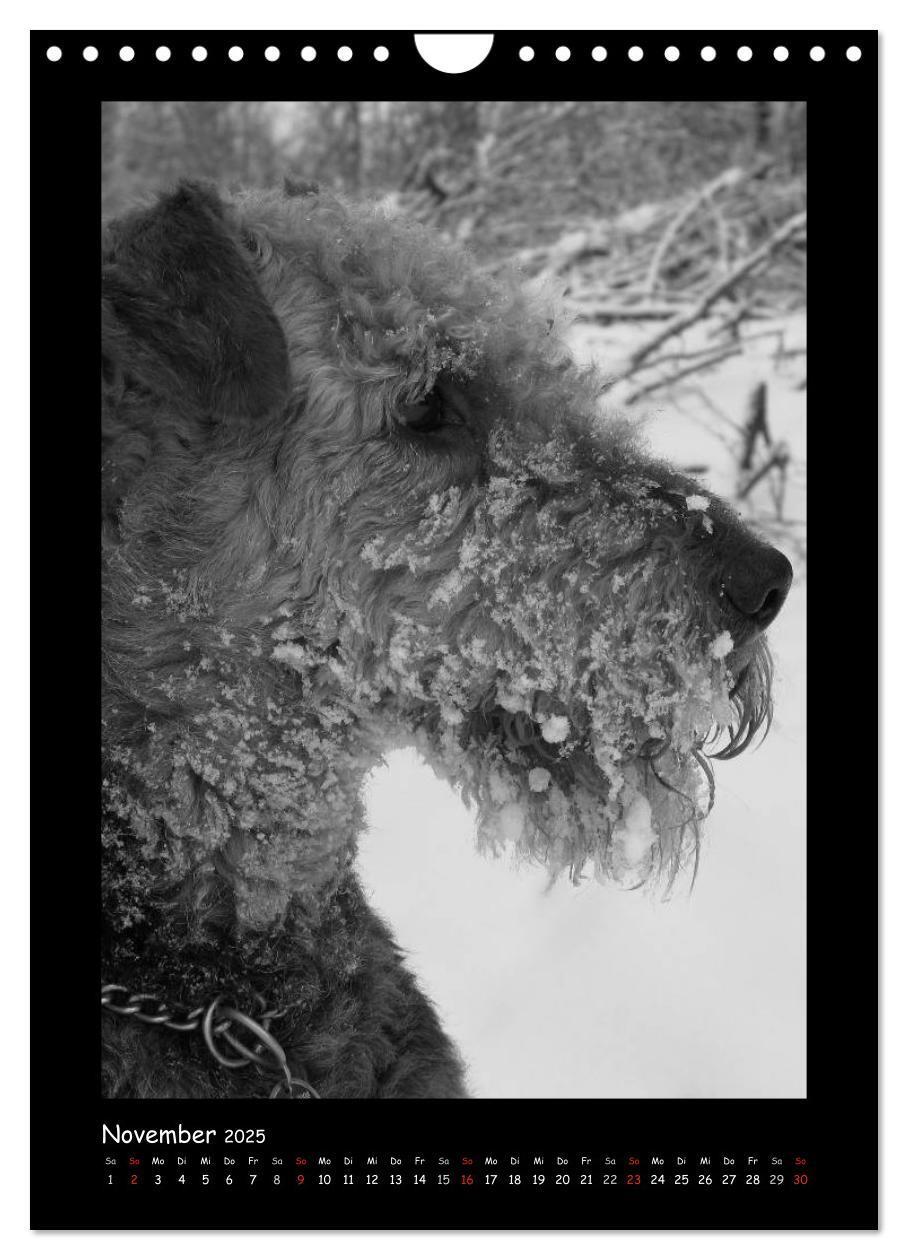 Bild: 9783457051344 | Der Airedale: Portraits eines "Dickkopfes" (Wandkalender 2025 DIN...